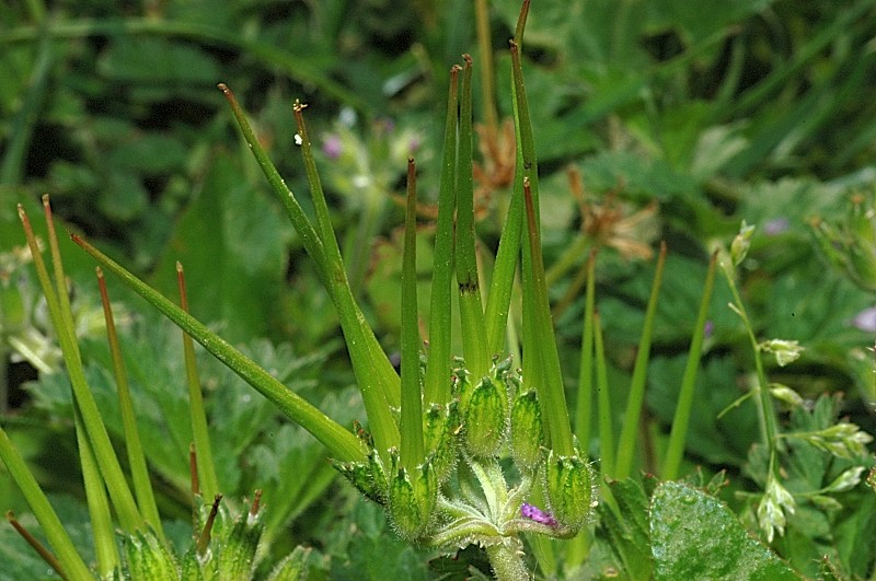 Chi fa questi frutti? Erodium moschatum