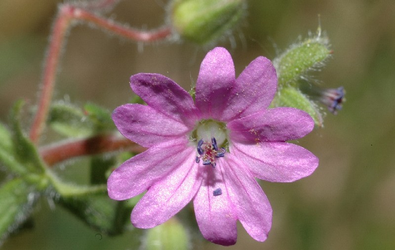 Chi fa questi frutti? Erodium moschatum