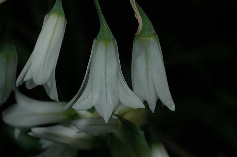 Allium triquetrum / Aglio trigono