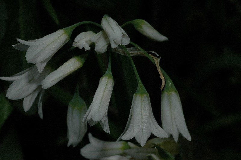 Allium triquetrum / Aglio trigono