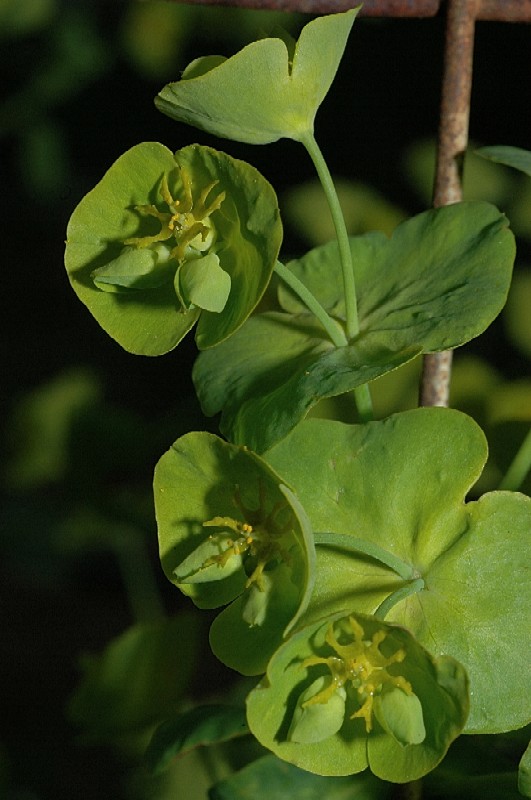 Euphorbia amygdaloides / Euforbia mandorlo