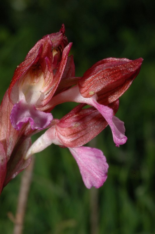 Or. papilionacea, Op. tenthredinifera, Op. sphegodes .......