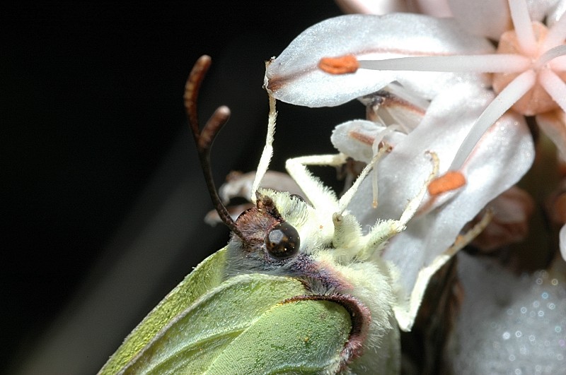 La stagione delle Gonepteryx