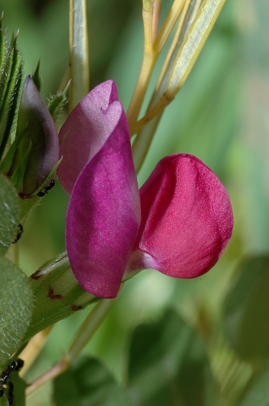 Vicia grandiflora e Vicia cfr. sativa