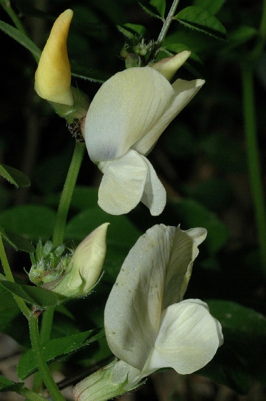 Vicia grandiflora e Vicia cfr. sativa