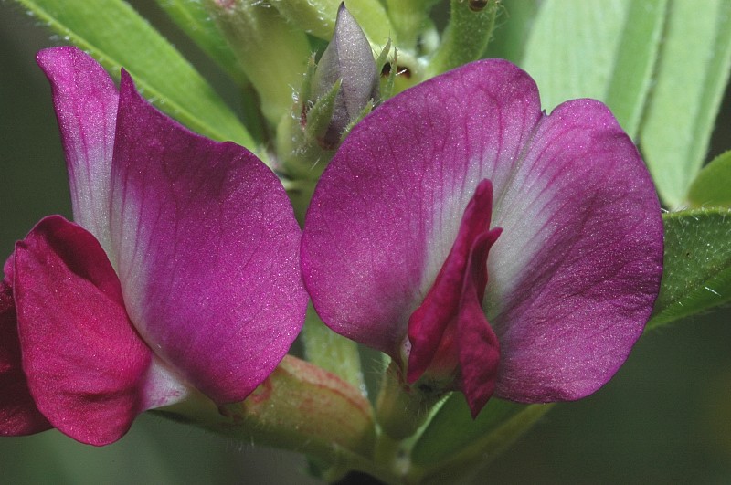 Altra papilionacea - Vicia gr. sativa