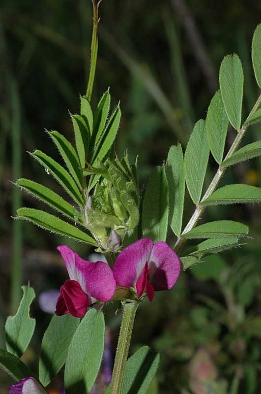 Altra papilionacea - Vicia gr. sativa