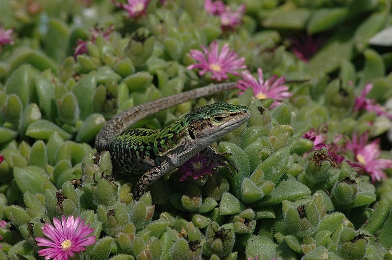 Podarcis siculus