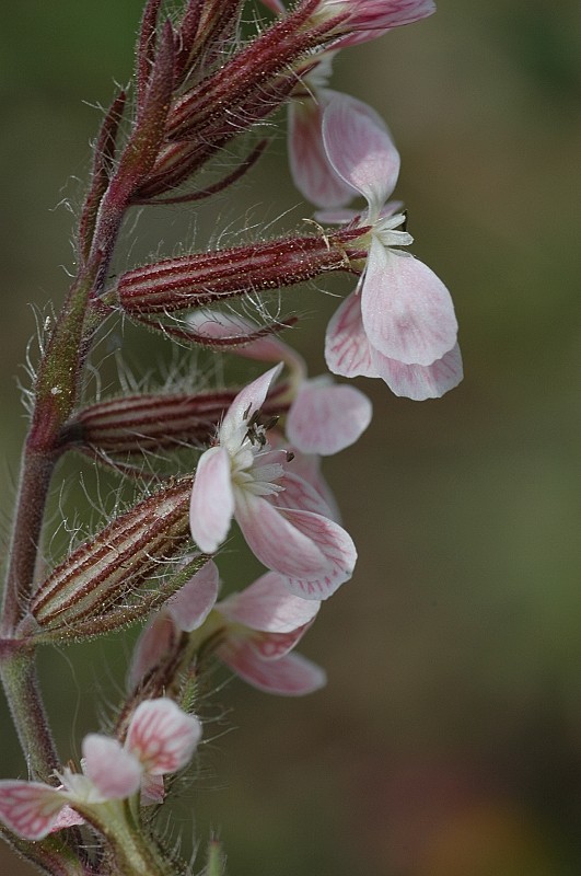 Silene gallica