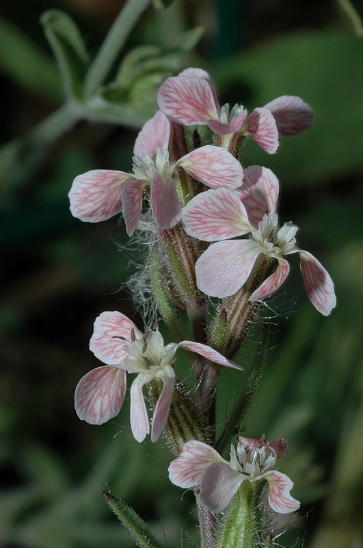 Silene gallica