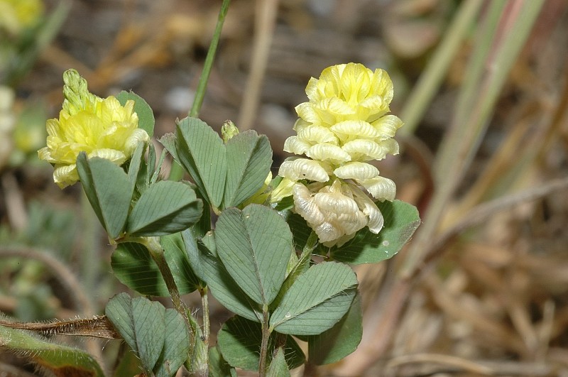 Trifolium campestre / Trifoglio campestre