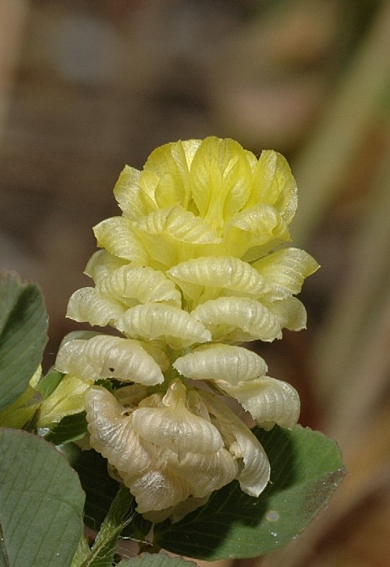 Trifolium campestre / Trifoglio campestre