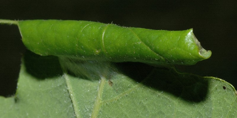 Tortrix viridana?