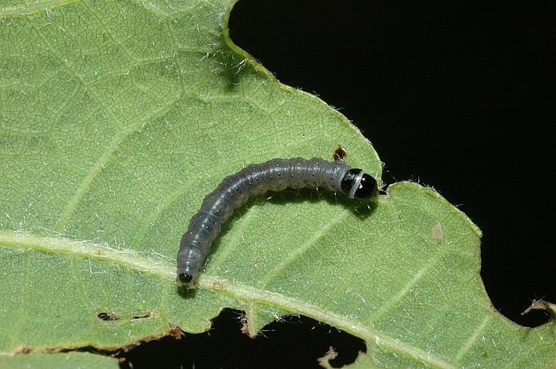 Tortrix viridana?