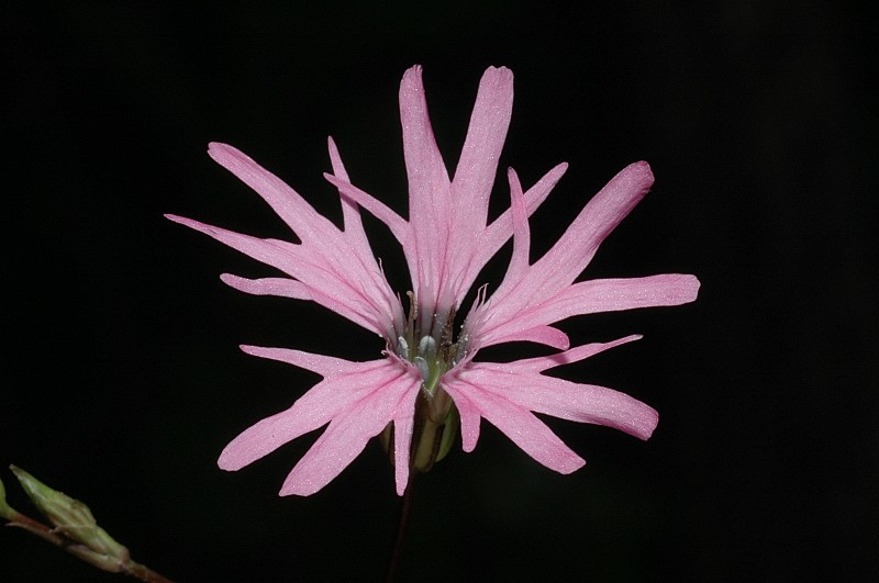 Lychnis flos-cuculi / Crotonella Fior di cuculo