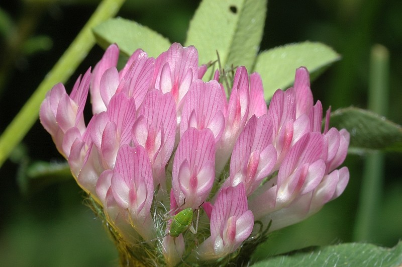 Trifolium pratense / Trifoglio dei prati