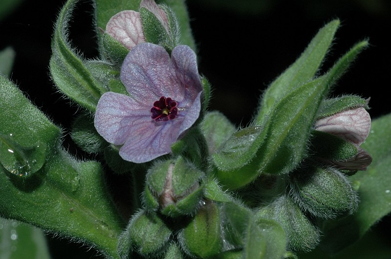 Cynoglossum creticum e altre piante