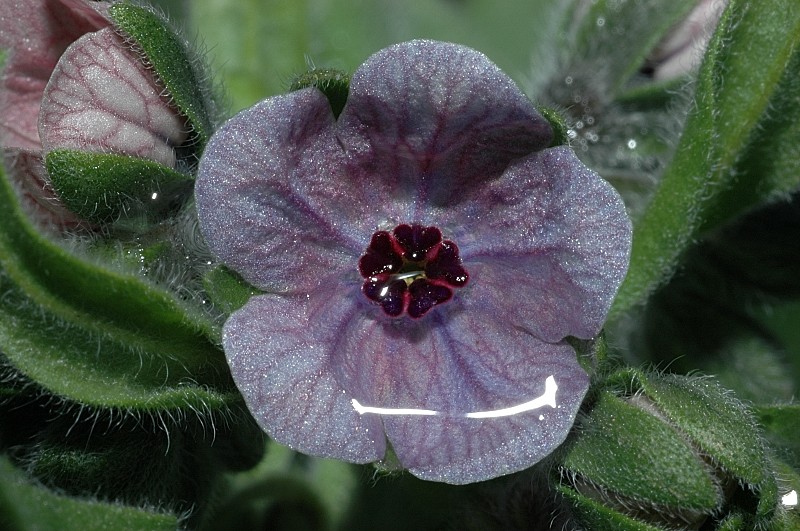 Cynoglossum creticum e altre piante