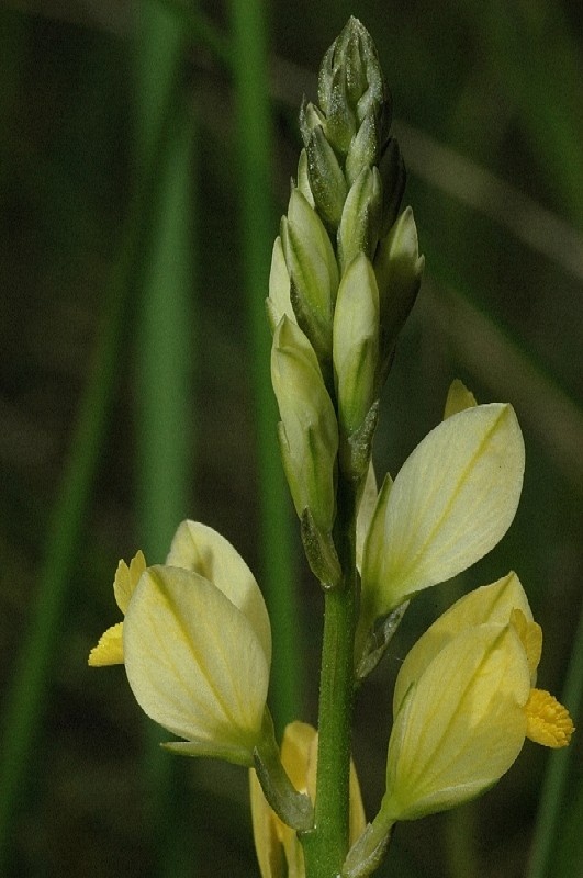 Polygala flavescens / Poligala gialla