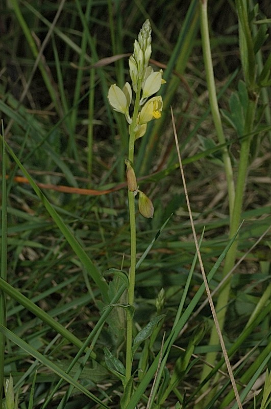 Polygala flavescens / Poligala gialla