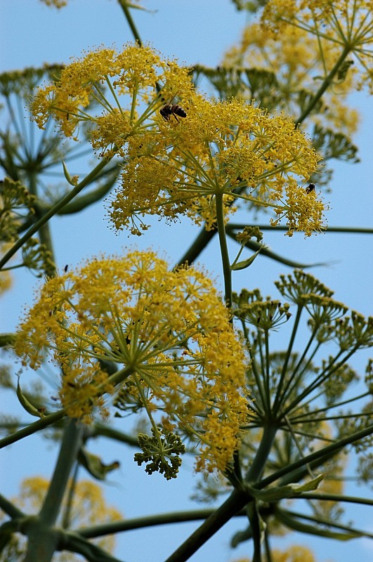 Ferula communis / Ferula comune