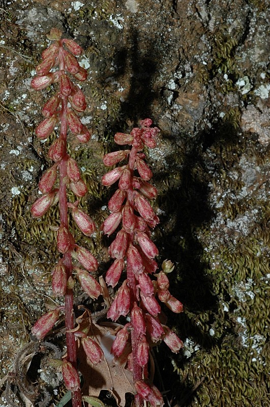 Umbilicus horizontalis & Umbilicus rupestris