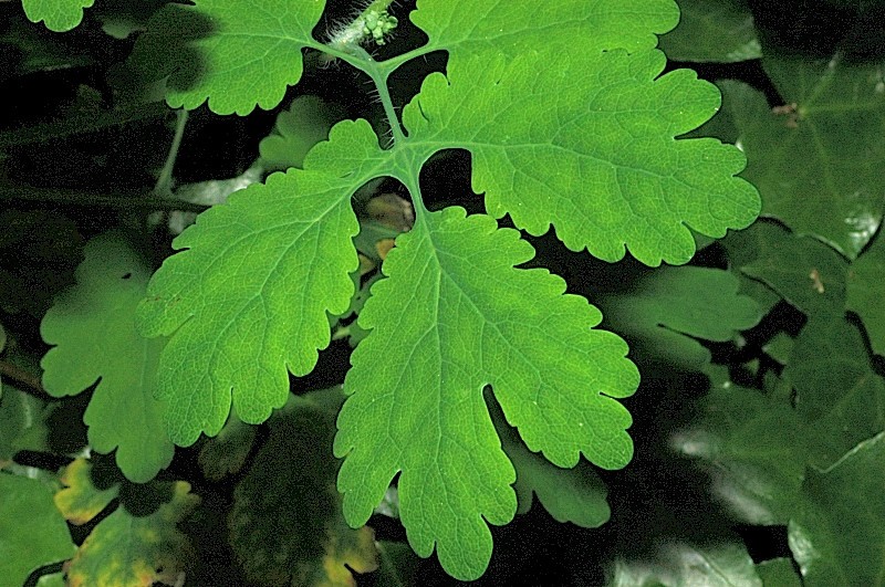 Chelidonium majus / Celidonia