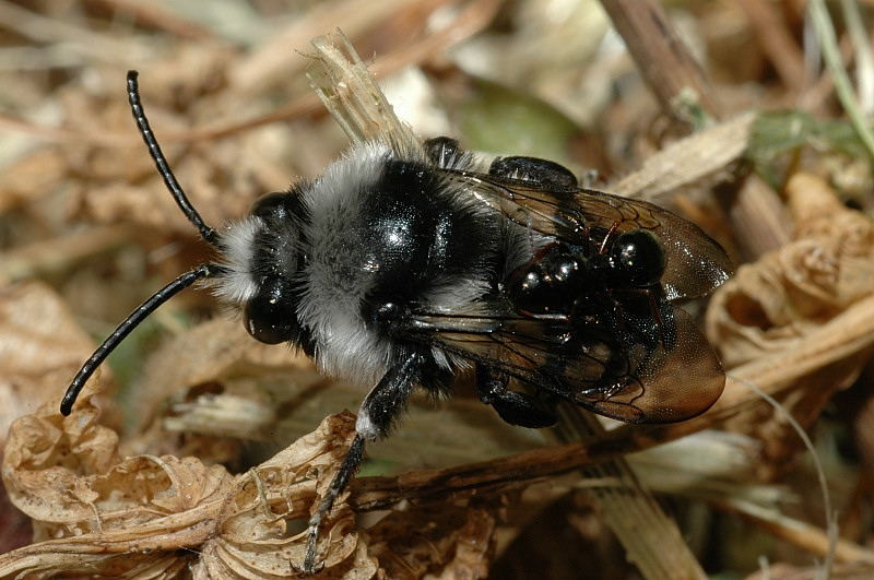 Apidae Anthophorinae: Melecta luctuosa