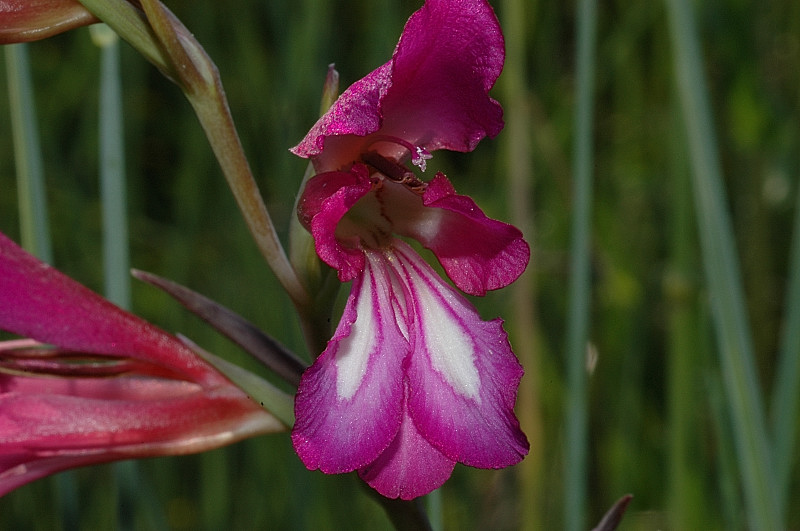 Gladiolus italicus / Gladiolo dei campi