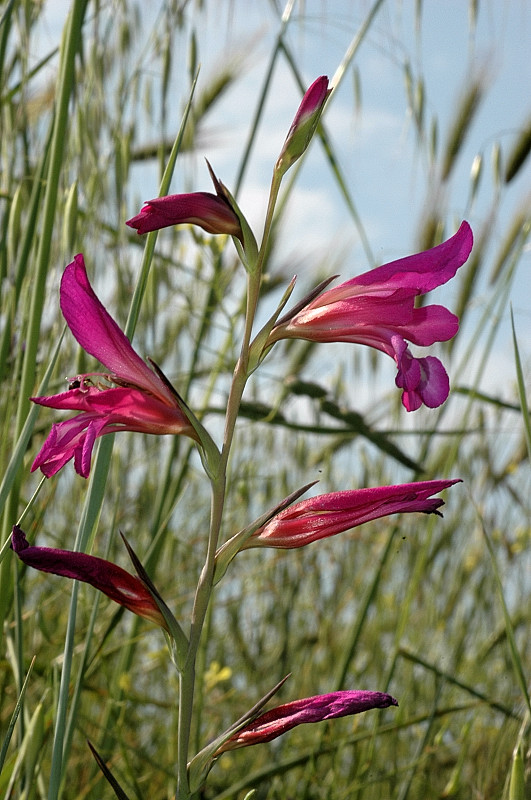 Gladiolus italicus / Gladiolo dei campi