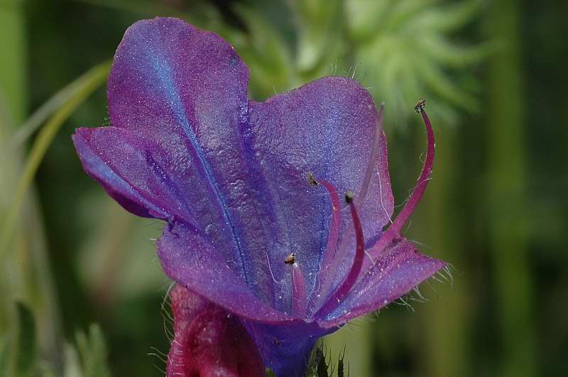 Echium vulgare / Erba viperina azzurra