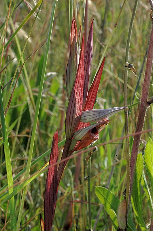 Serapias vomeracea