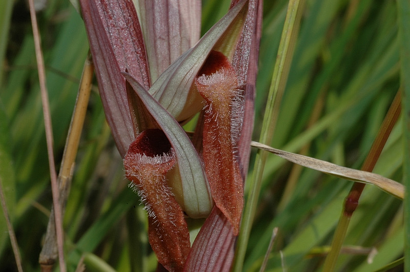 Serapias vomeracea