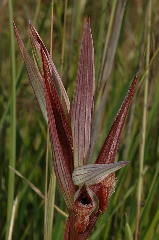 Serapias vomeracea