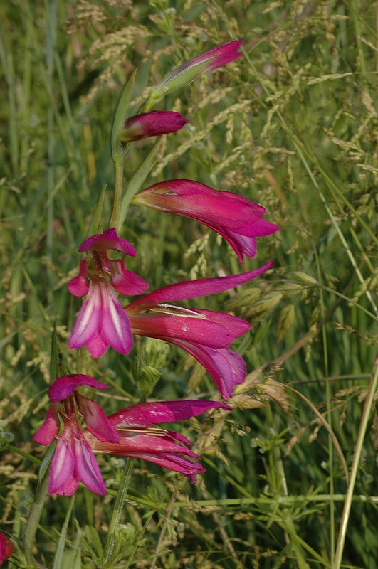 Gladiolus italicus / Gladiolo dei campi