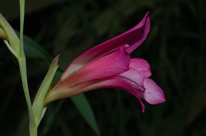 Gladiolus italicus / Gladiolo dei campi