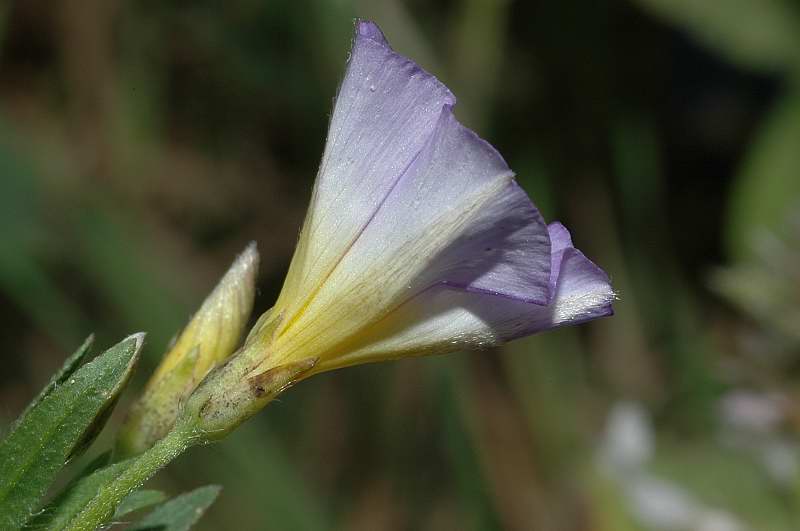 Convolvulus pentapetaloides / Vilucchio a cinque petali