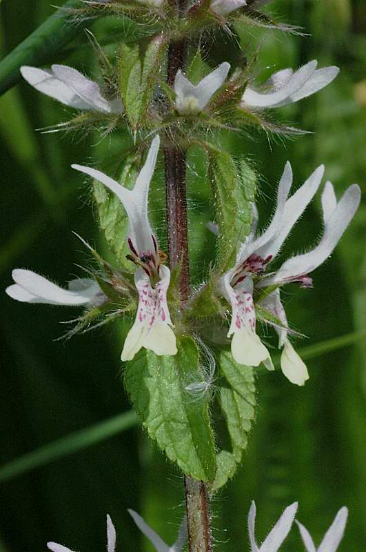 Stachys ocymastrum / Stregonia minore