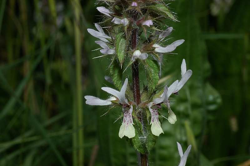 Stachys ocymastrum / Stregonia minore