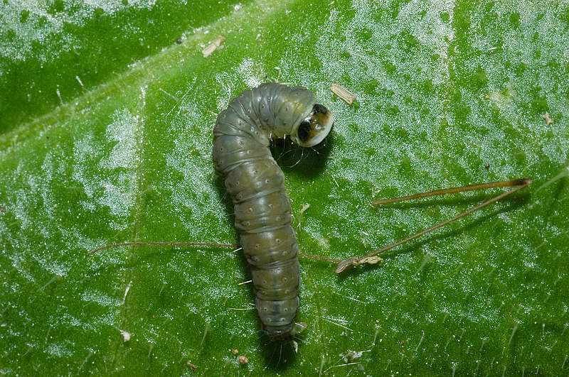 Tortrix viridana?