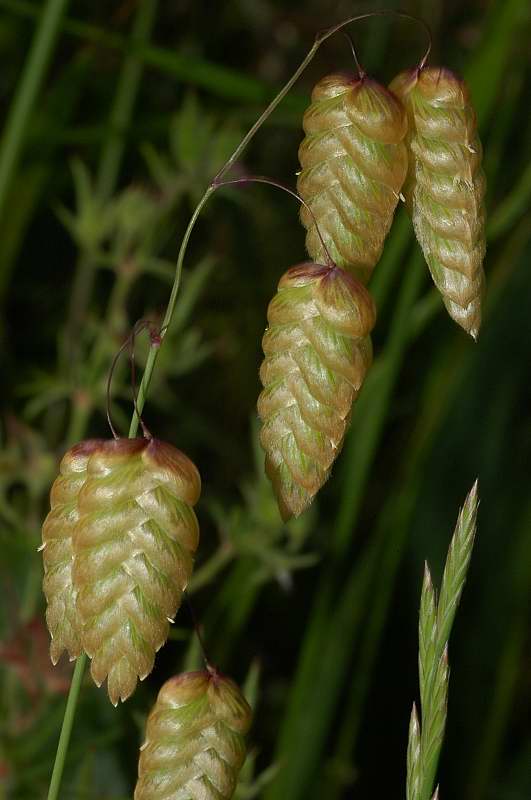 Briza maxima / Sonaglini maggiori