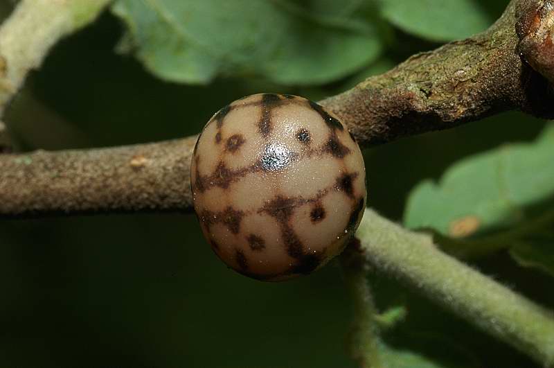 Kermes sp., femmina (Coccidae)