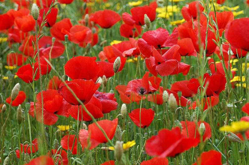 Dove sono finiti i papaveri? Papaver rhoeas