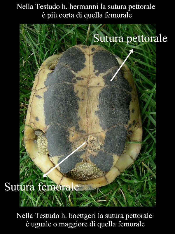 Testuggine terrestre Testudo hermanni hermanni