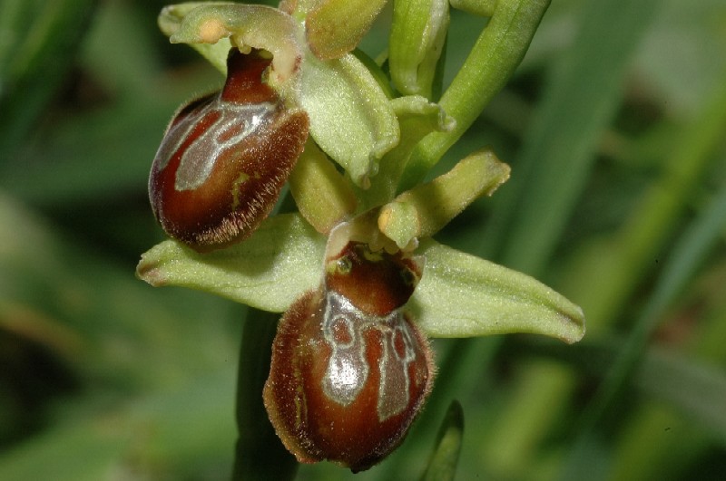 Ophrys sphegodes