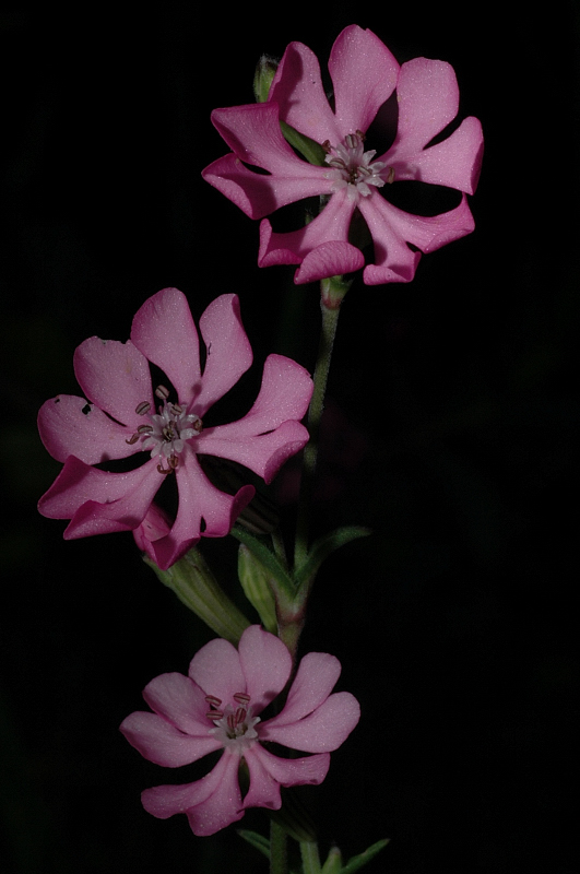 Silene colorata / Silene colorata