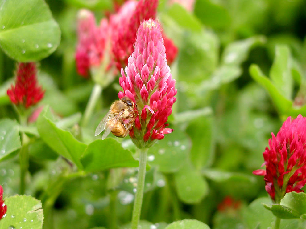 Trifolium incarnatum / Trifoglio incarnato