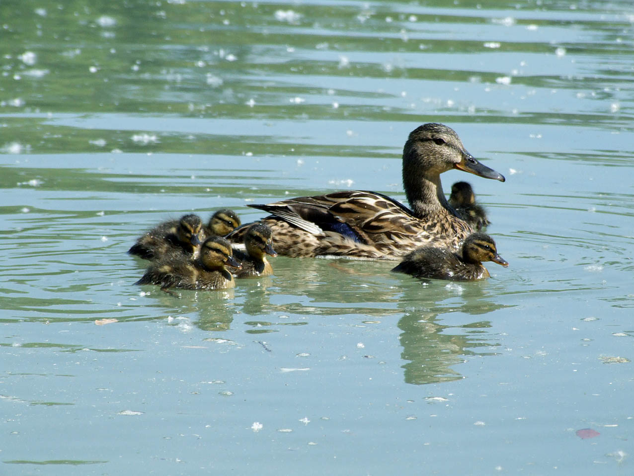 Piccoli Germani