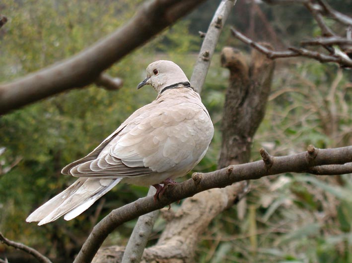 Tortora dal collare orientale - Streptopelia decaocto