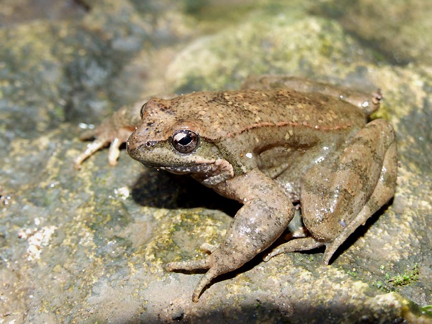 Rana italica